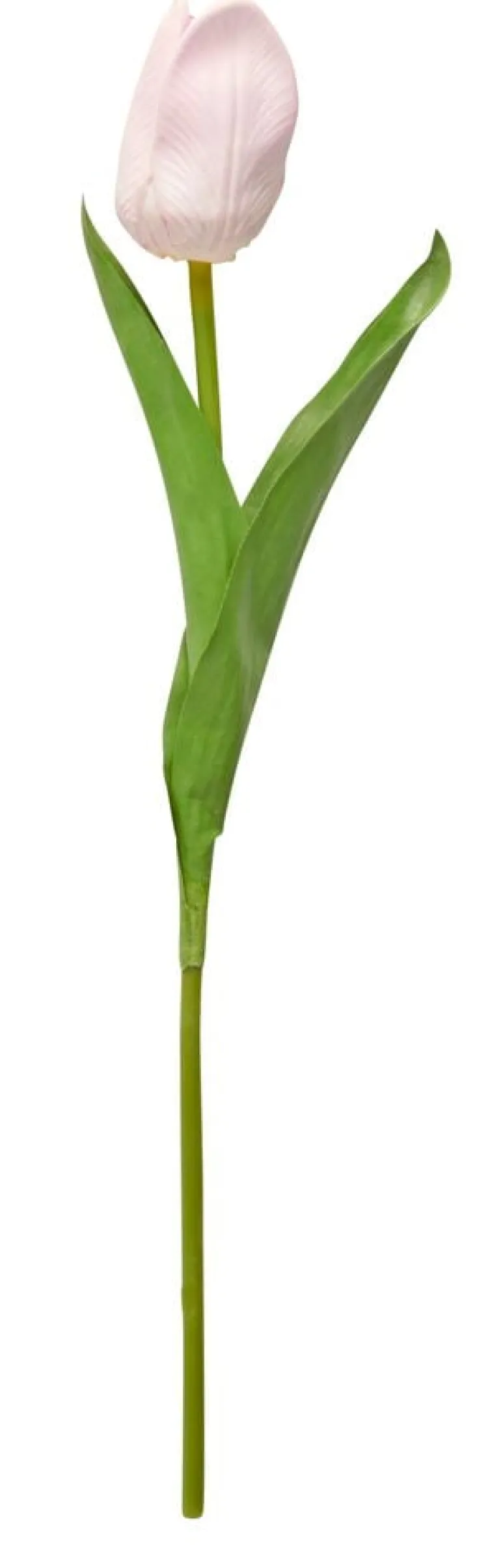 Tulppaani