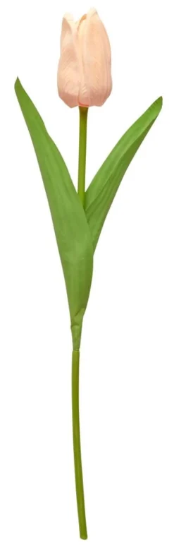 Tulppaani
