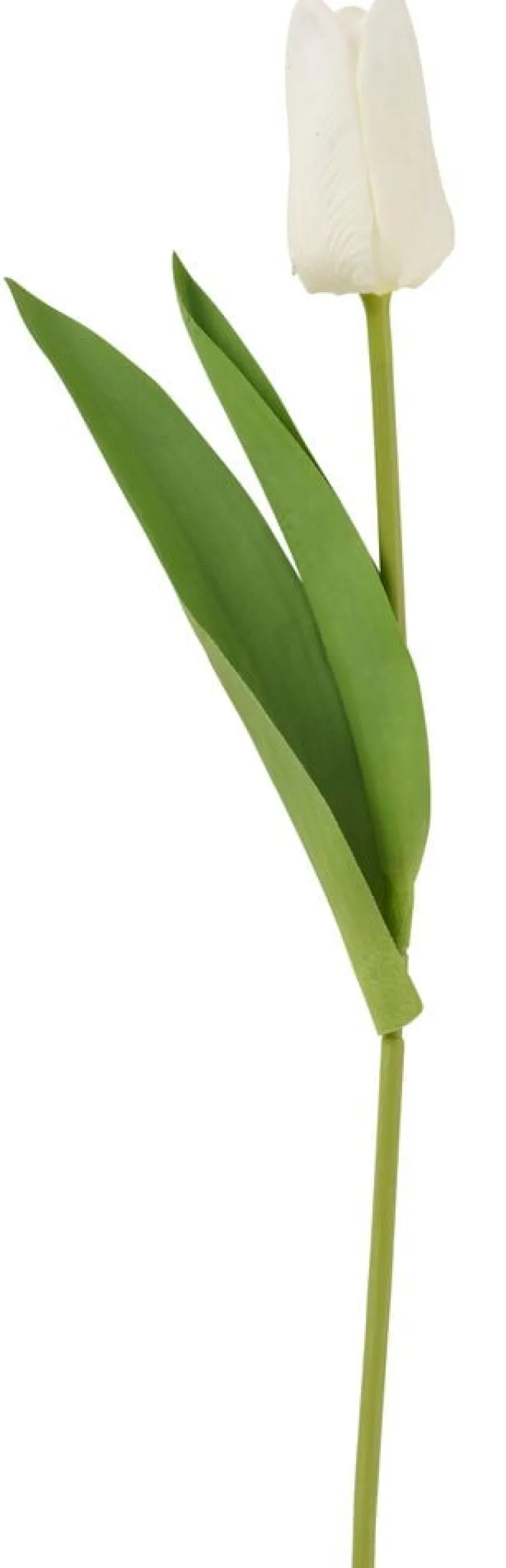 Tulppaani