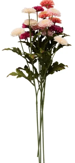 Aster