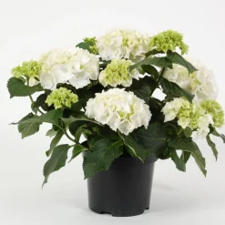 Hortensia