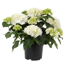 Hortensia