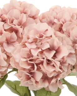 Hortensia