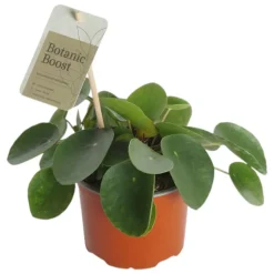 Kilpipiilea
