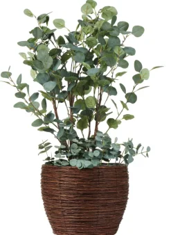 Kukkaruukkusetti Willow