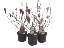 Magnolia