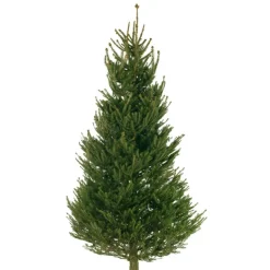 Metsäkuusi Picea Abies