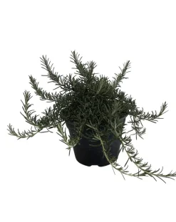 Yrttilajitelma